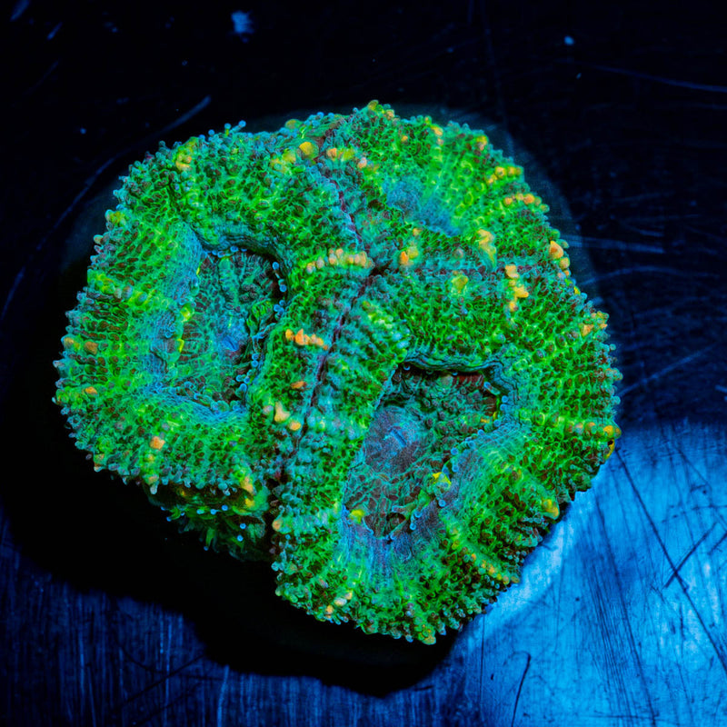 Acan Micromussa