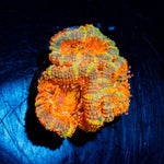 Acan Micromussa 