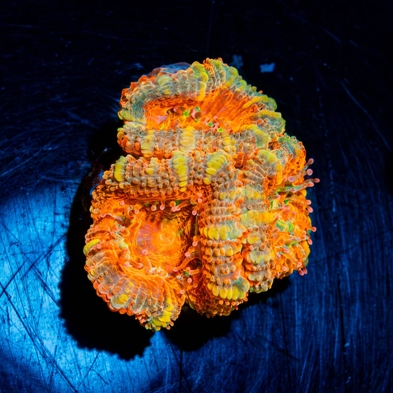 Acan Micromussa