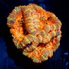 Acan Micromussa 
