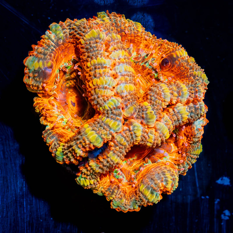 Acan Micromussa