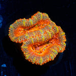 Acan Micromussa 