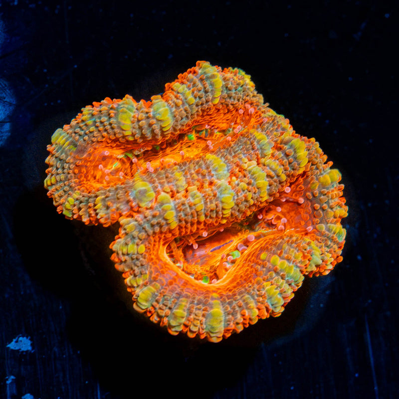 Acan Micromussa