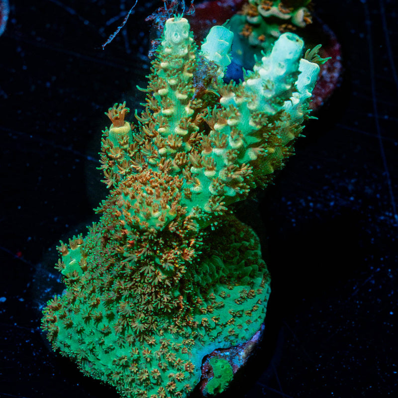 Sky Walker Milliopora