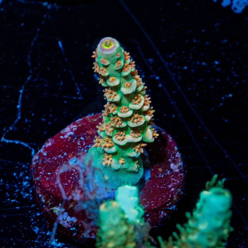 Chevron Acropora