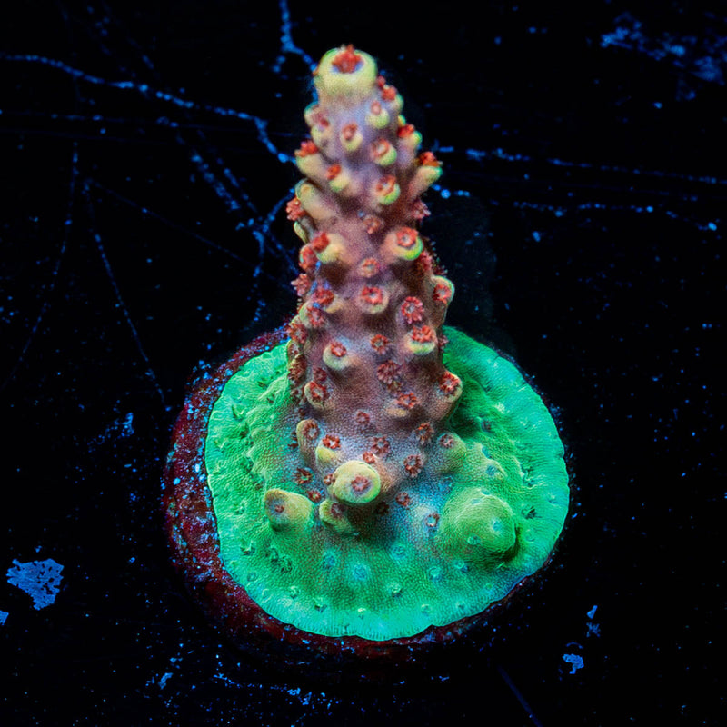 Rocket Man Acropora