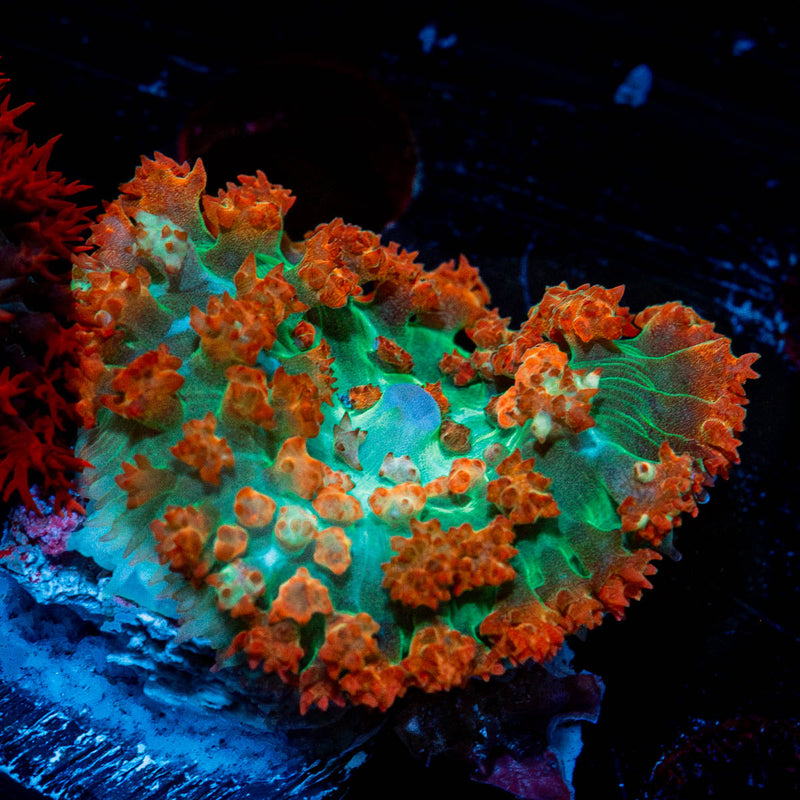 Red Saint Thomas Mushroom