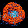 Red Saint Thomas Mushroom 