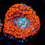 Red Saint Thomas Mushroom 