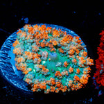 Red Saint Thomas Mushroom 