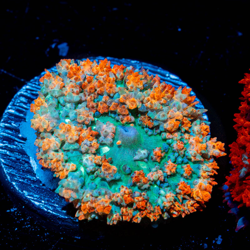 Red Saint Thomas Mushroom