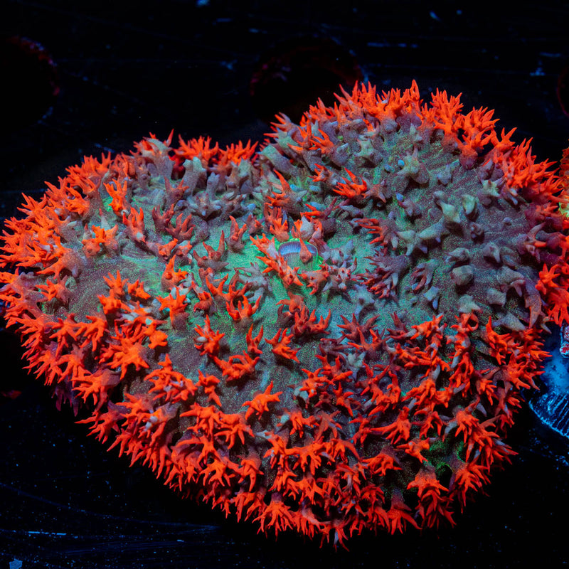 Red Saint Thomas Mushroom