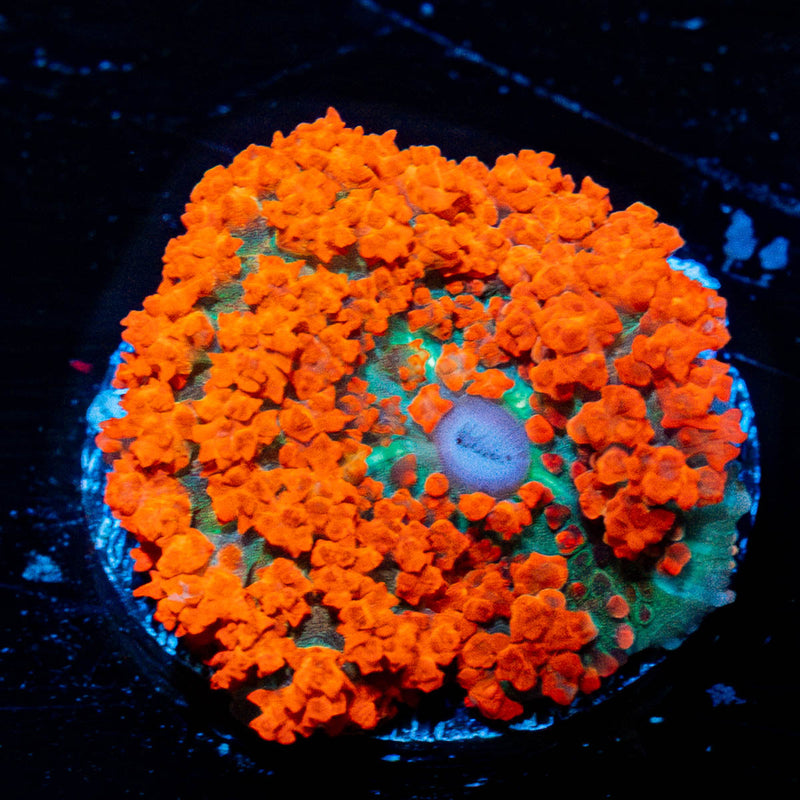 Red Saint Thomas Mushroom