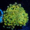 Assorted Rainbow Hammer - riptide aquaculture llc