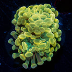 Assorted Rainbow Hammer - riptide aquaculture llc