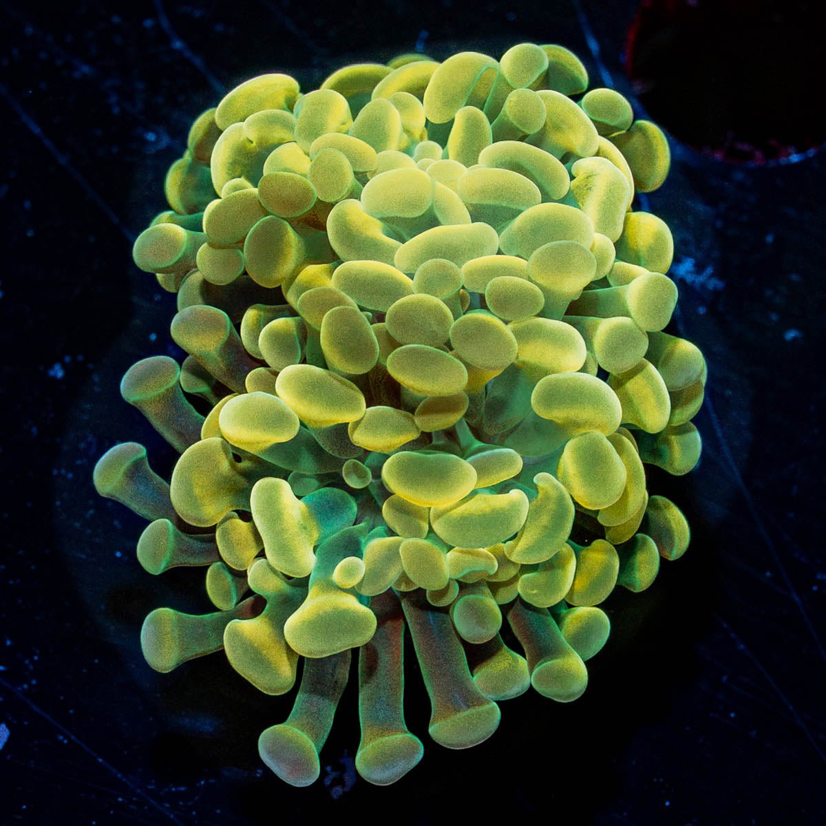 Assorted Rainbow Hammer - riptide aquaculture llc