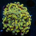 Assorted Rainbow Hammer - riptide aquaculture llc