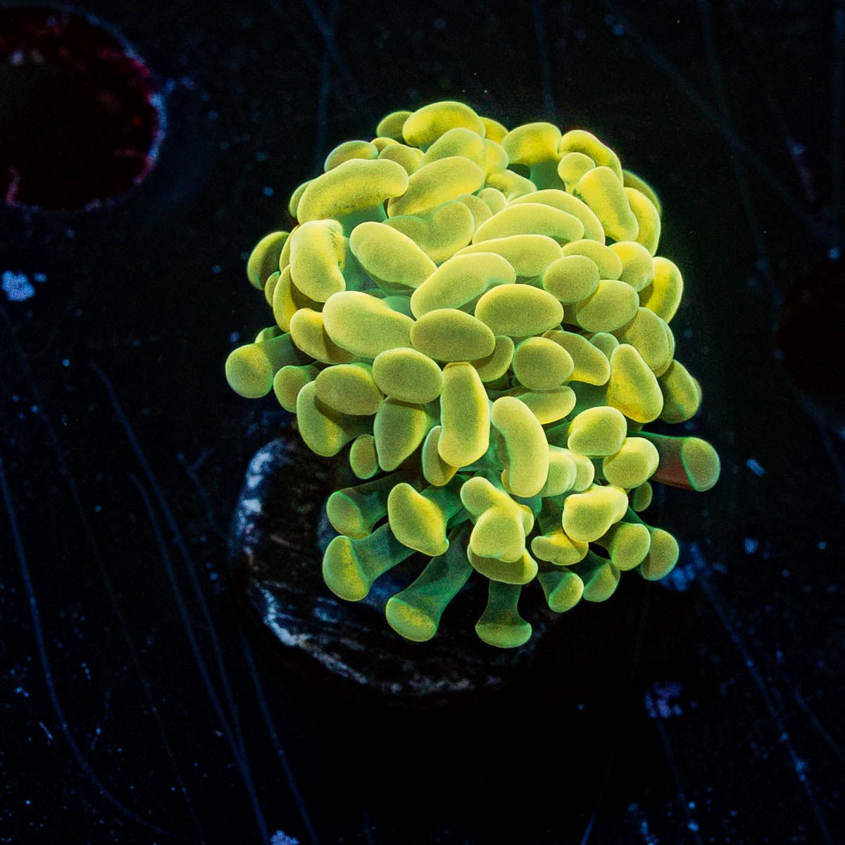 Assorted Rainbow Hammer - riptide aquaculture llc