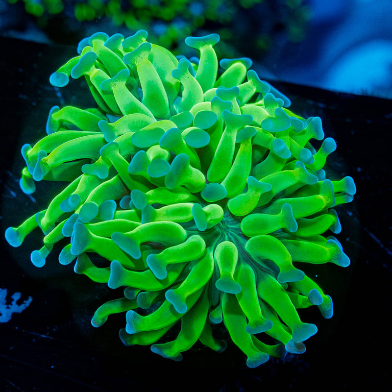 Bright Green Hammer