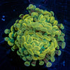 Assorted Rainbow Hammer - riptide aquaculture llc