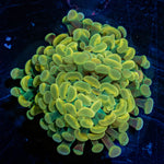 Assorted Rainbow Hammer - riptide aquaculture llc