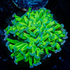 Bright Green Hammer 