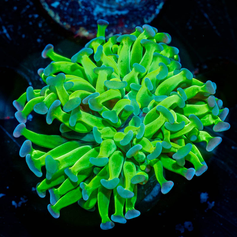 Bright Green Hammer