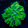 Bright Green Hammer 
