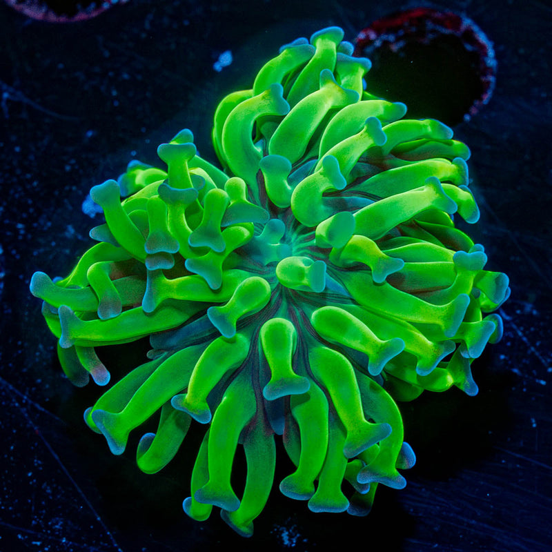 Bright Green Hammer