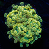 Assorted Rainbow Hammer - riptide aquaculture llc