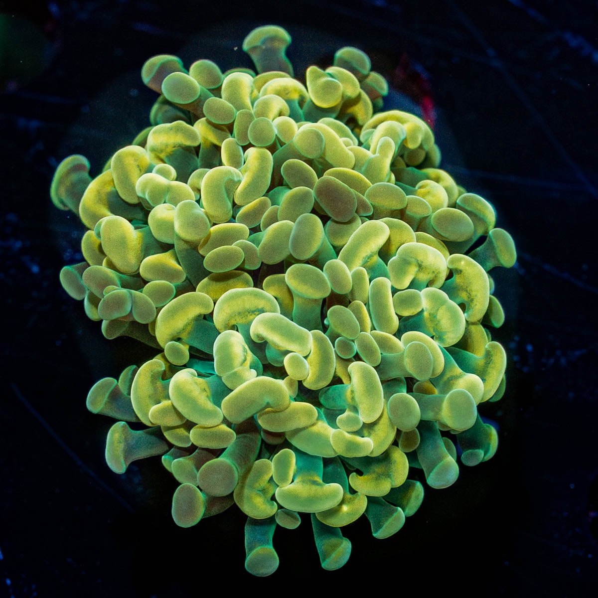 Assorted Rainbow Hammer - riptide aquaculture llc