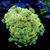 Assorted Rainbow Hammer - riptide aquaculture llc