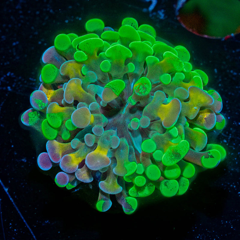 Ultra Splatter Hammer