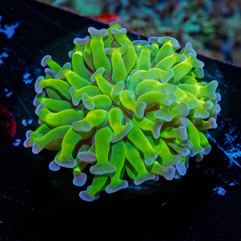 Bright Green Hammer