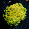 Assorted Rainbow Hammer Coral 