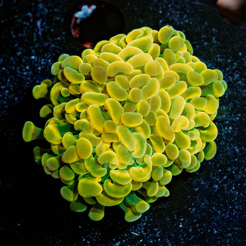 Assorted Rainbow Hammer Coral
