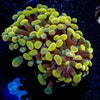 Assorted Rainbow Hammer Coral 