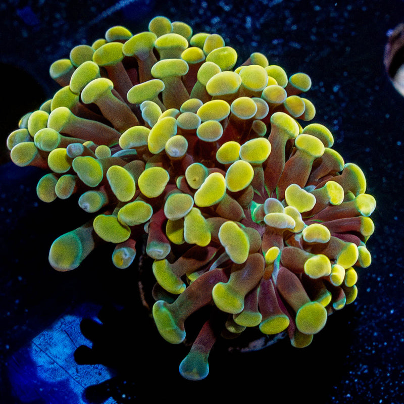 Assorted Rainbow Hammer Coral