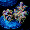 Buzz Lightyear Acropora 