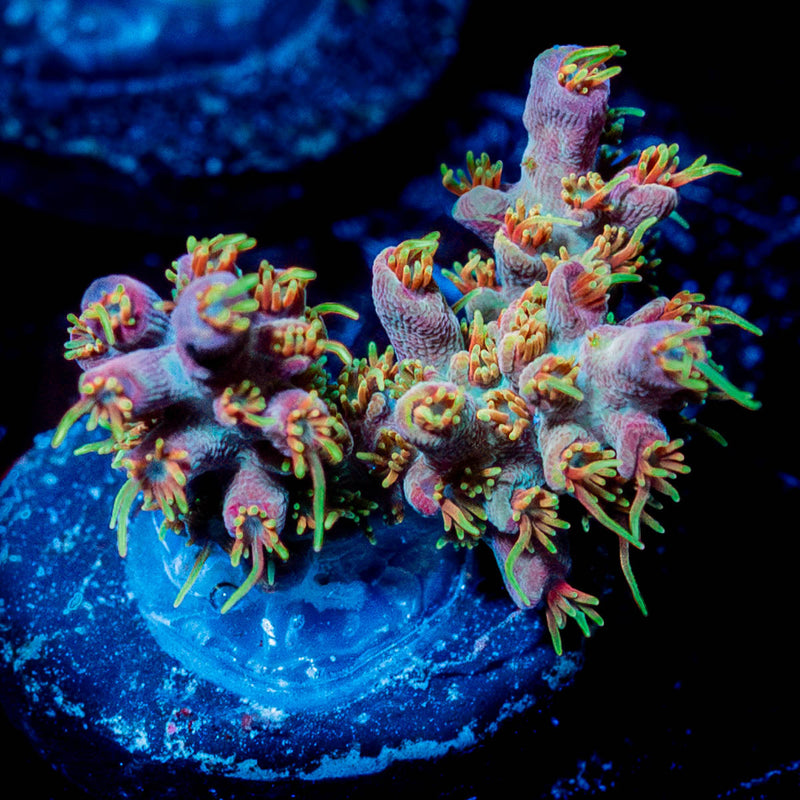 Buzz Lightyear Acropora