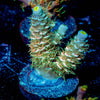Starscream Acropora 