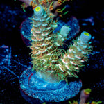 Starscream Acropora 