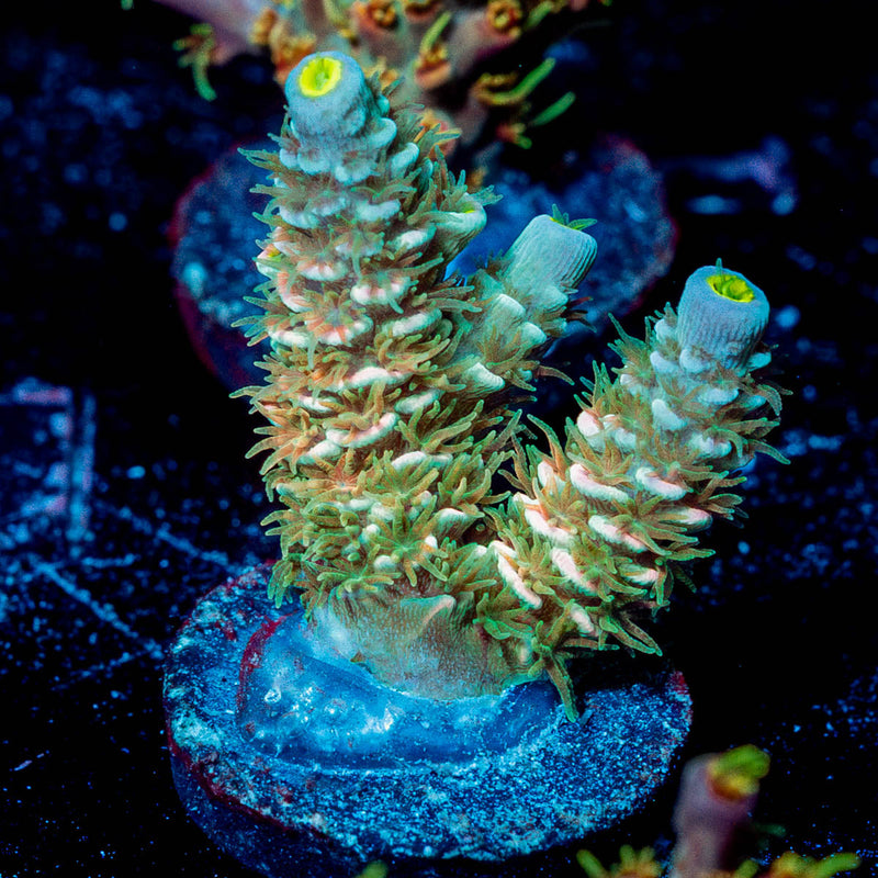 Starscream Acropora