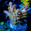 Buzz Lightyear Acropora 