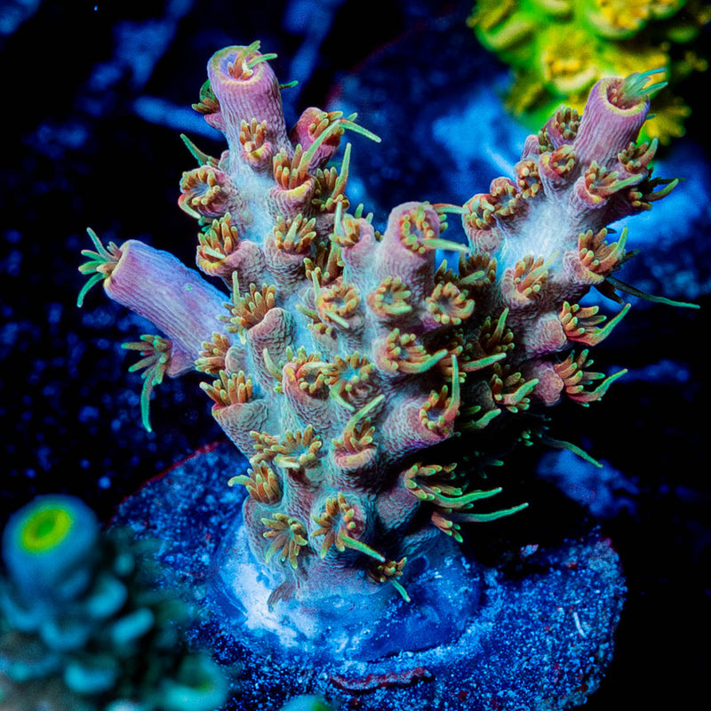 Buzz Lightyear Acropora