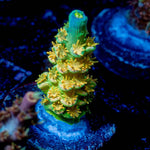 SC Orange Passion Acropora 