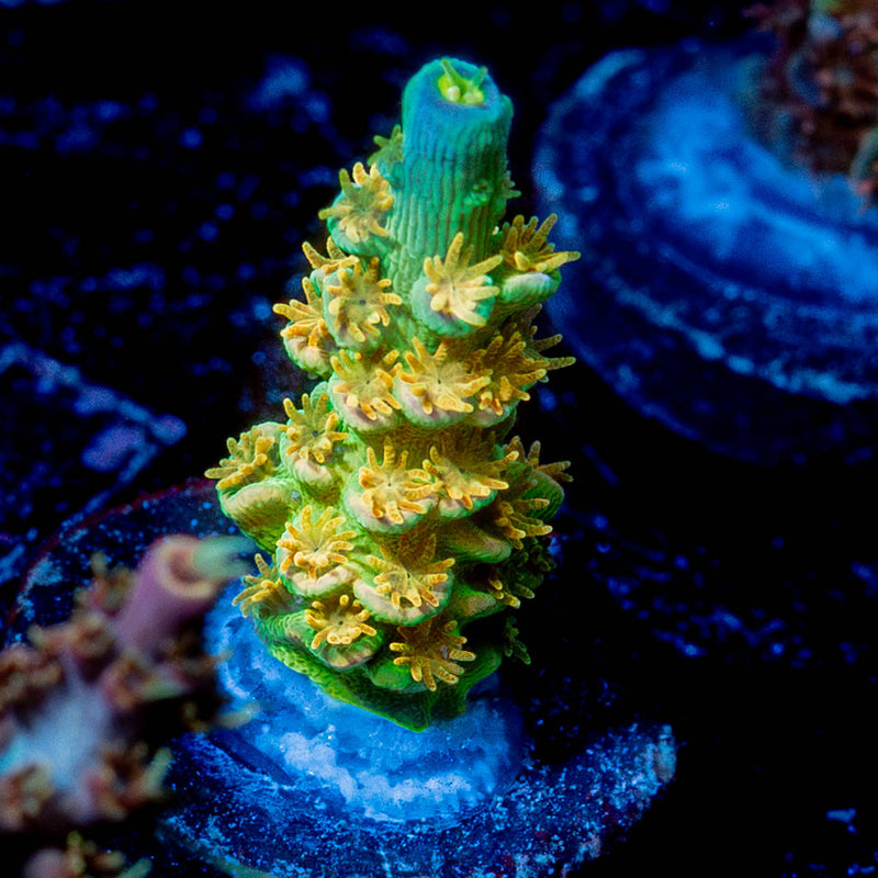 SC Orange Passion Acropora