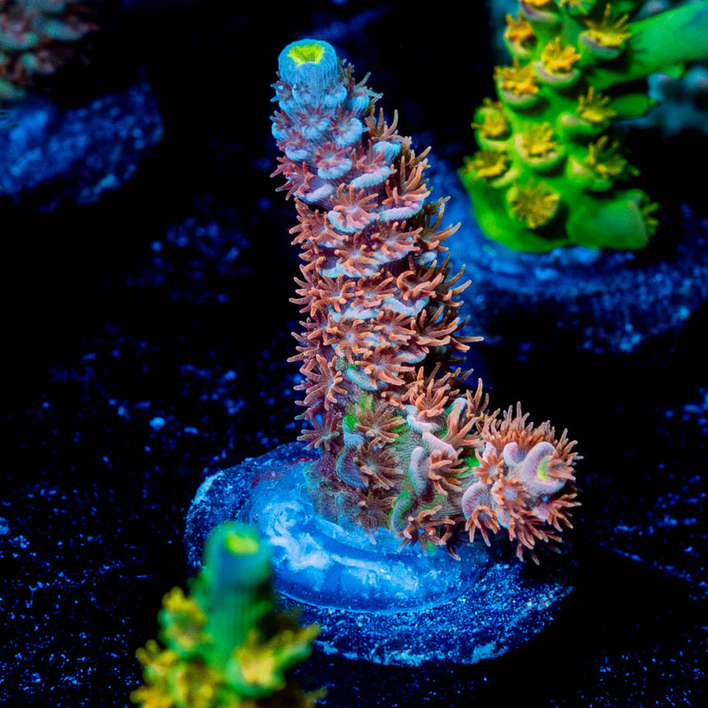 Chevron Tenuis Acropora