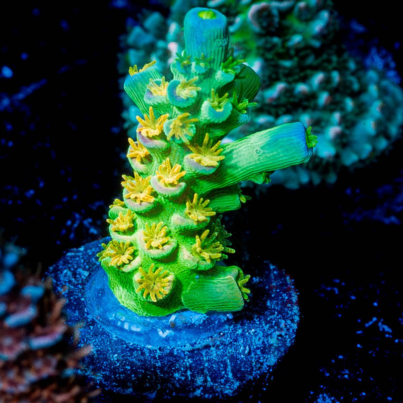 Green Florida Ricordea Mushroom