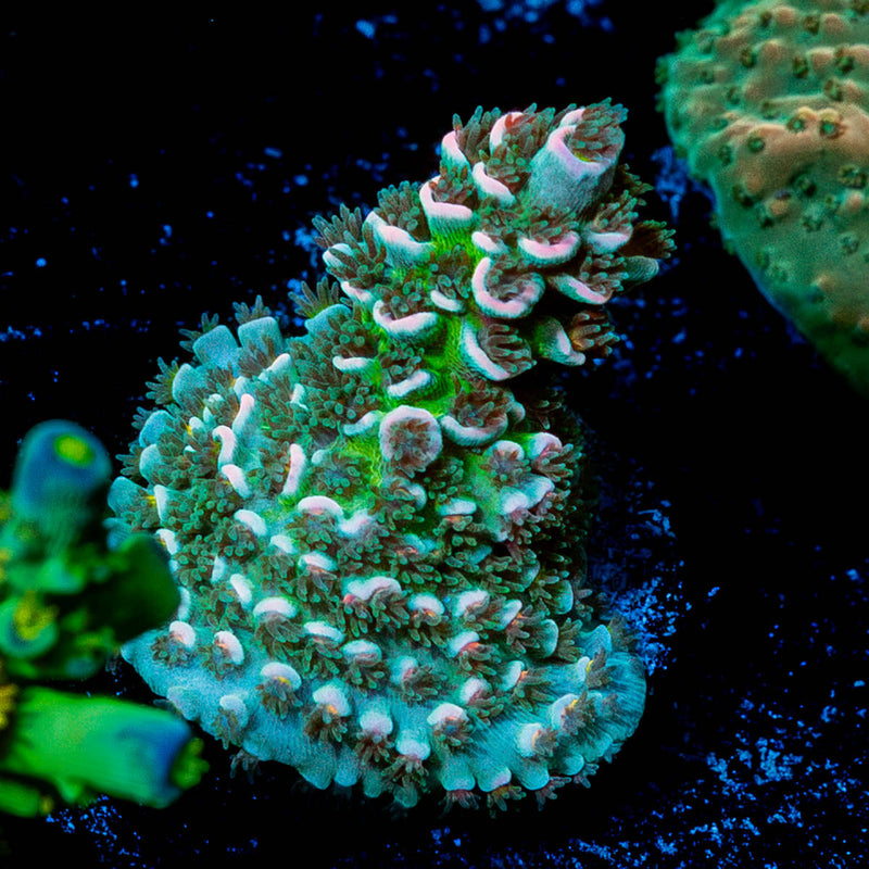 Circus Freak Tenuis Acropora